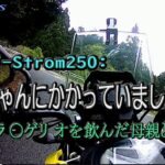 【SUZUKI V-Strom250】コロちゃんにかかりました。VSTと今後の付き合い方などなど