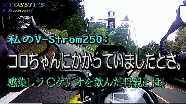 【SUZUKI V-Strom250】コロちゃんにかかりました。VSTと今後の付き合い方などなど