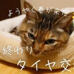 🌷冬も終わり、車のタイヤ交換🌷