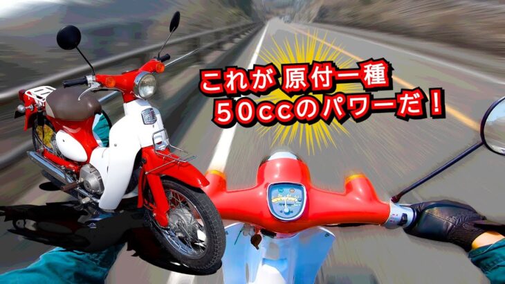 【極上の鈍足】原付一種 50cc ホンダ リトルカブ ｜試乗テスト走行いってみたら平和すぎた～