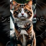 バッテリー交換するにゃ　#自動車整備士　#整備士　#猫　#もふもふ　#バッテリー交換