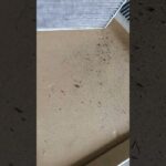ベンツS350エアコンフィルター交換たき