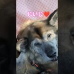 じいじゆっくりでいいわよ♪タイヤ交換をまったり待つ犬のムーちゃん