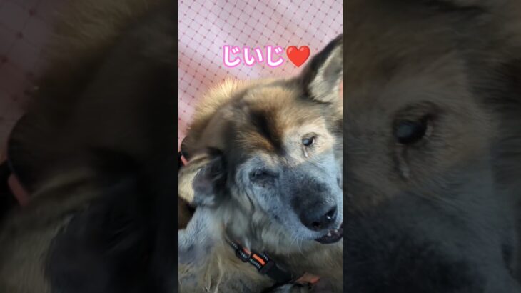 じいじゆっくりでいいわよ♪タイヤ交換をまったり待つ犬のムーちゃん