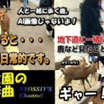 【SUZUKI V-Strom250】番外編：考えてみれば非日常的～奈良公園の平和大使鹿さんで外国人のお客様大喜び！！ The deer in Nara Park is crazy!Really??
