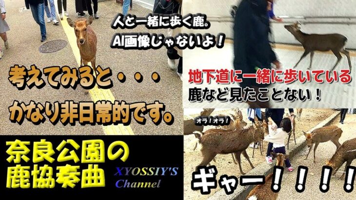 【SUZUKI V-Strom250】番外編：考えてみれば非日常的～奈良公園の平和大使鹿さんで外国人のお客様大喜び！！ The deer in Nara Park is crazy!Really??