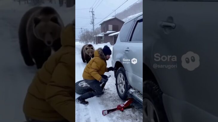 北海道小樽市で車のタイヤ交換してたら熊が
