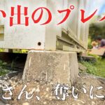 【田舎暮らし】パンクしたので自力でタイヤ交換、プレハブが盗られそうです!!!今年の秋も盛り上がって来ました。 #283