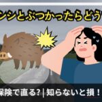 イノシシとぶつかったらどうする?保険で直る?知らないと損する対処法【元保険会社社員】