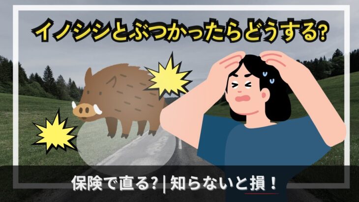 イノシシとぶつかったらどうする?保険で直る?知らないと損する対処法【元保険会社社員】