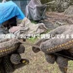 奄美　猫車ノーパンクタイヤ交換しスパイダーモア修理したり桜愛でたりしました。