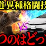 【死のドライブ】車VSヒグマ。道路で遭遇したら絶対やってはいけないNG行動6選【ゆっくり解説】