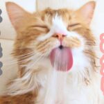 必死に車の保険を比べる母と 湯上り長毛にゃんこ♨️