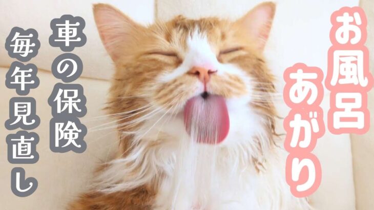 必死に車の保険を比べる母と 湯上り長毛にゃんこ♨️