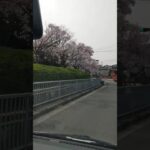 ハイゼットと桜 #箱バン #軽バン #軽ハコ #軽自動車 #hijet #ハイゼット #アトレー #レゲエ #子供 #花見 #桜 #ドローン #いいね #人気 #おすすめ #ドライブ #試乗 #大阪