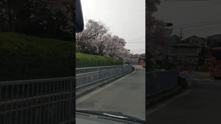 ハイゼットと桜 #箱バン #軽バン #軽ハコ #軽自動車 #hijet #ハイゼット #アトレー #レゲエ #子供 #花見 #桜 #ドローン #いいね #人気 #おすすめ #ドライブ #試乗 #大阪