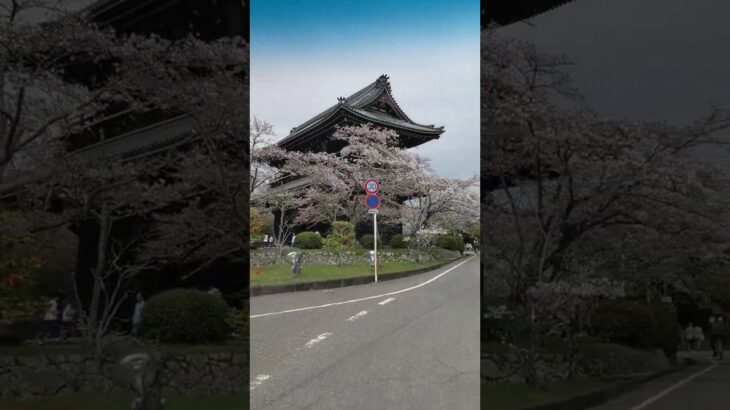 ハイゼットカーゴ花見ドライブ #箱バン #軽バン #エンジン音 #癒し #リラックス #ハイゼットカーゴ #子供 #車好き #ダイハツ #日常 #睡眠 #ドライブ #快眠 #試乗 #人気 #和歌山