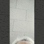 no.75 オカルト あったらいいな（オバケ保険特約）自動車任意保険