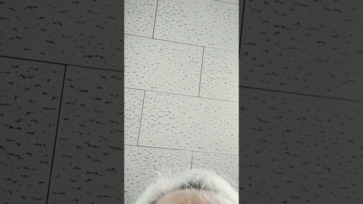 no.75 オカルト あったらいいな（オバケ保険特約）自動車任意保険