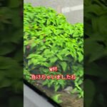 ガソリンスタンド知ってる？Knowgasstation?ワイパ交換のススメ #ワイパー #交換 #雨 #フロントガラス