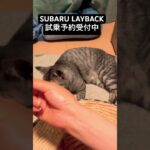SUBARU LAYBACK 試乗予約受付中　#おすすめにのりたい #猫のいる暮らし #保護猫 #猫　#ねこ　#cat  #cats #shorts #shortsfeed