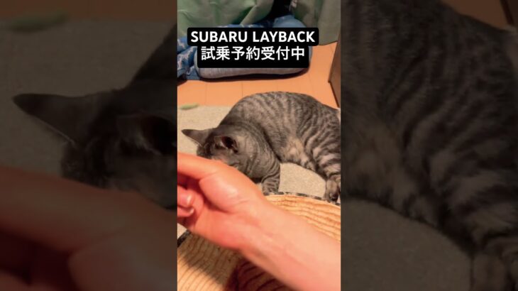 SUBARU LAYBACK 試乗予約受付中　#おすすめにのりたい #猫のいる暮らし #保護猫 #猫　#ねこ　#cat  #cats #shorts #shortsfeed