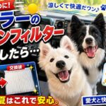 【ハスラーJスタイル】エアコンフィルター交換🔧愛犬を暑さから守れ🐶ハスラー夏の快適化クエスト！☺️#ハスラー #エアコンフィルター #交換  #ボーダーコリー #サモエド
