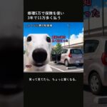 修理5万で自動車保険を使って11万損した話 #shorts #猫ミーム #知識 #雑学